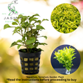 Alternanthera bettzickiana 'Aurea' (the calico-plant)