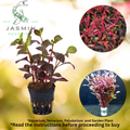 Alternanthera Bettzickiana 'Red' (Red Joyweed or Calico Plant)