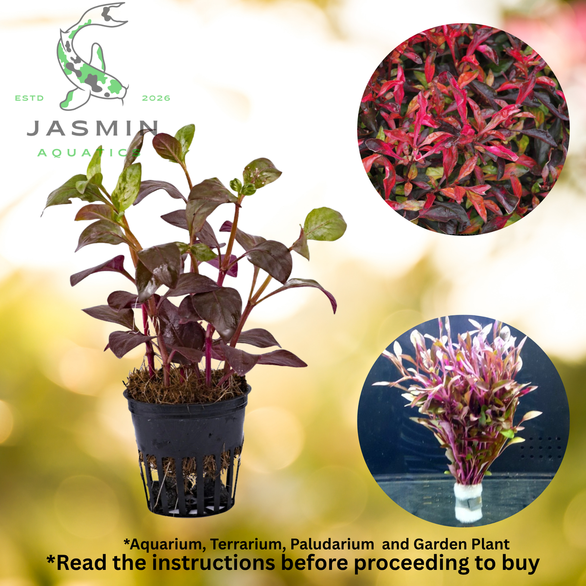 Alternanthera Bettzickiana 'Red' (Red Joyweed or Calico Plant)
