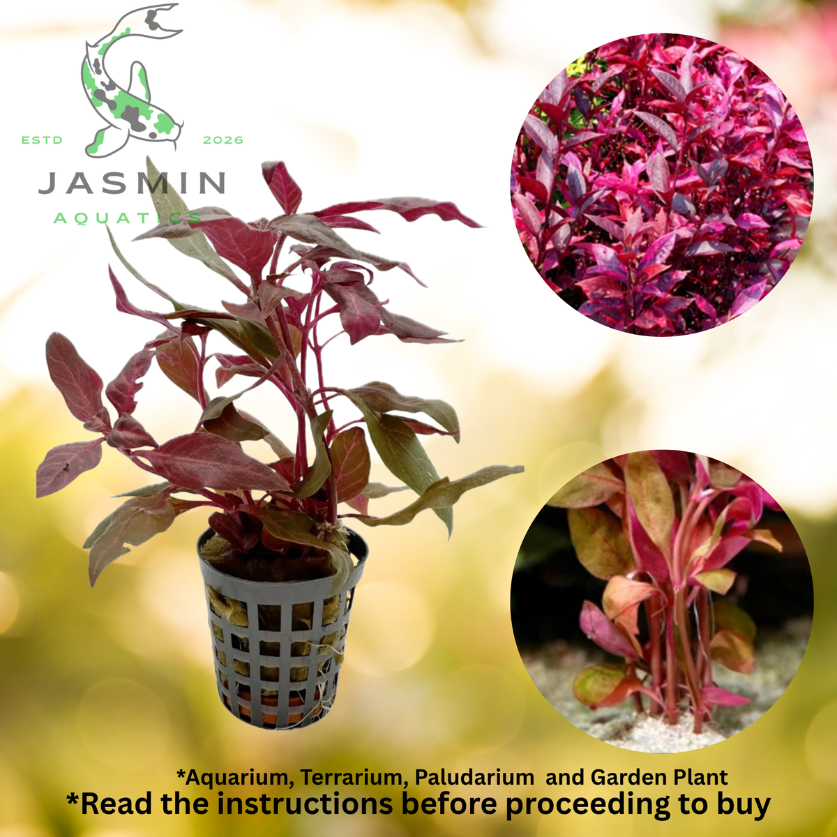Alternanthera Species-Red Round