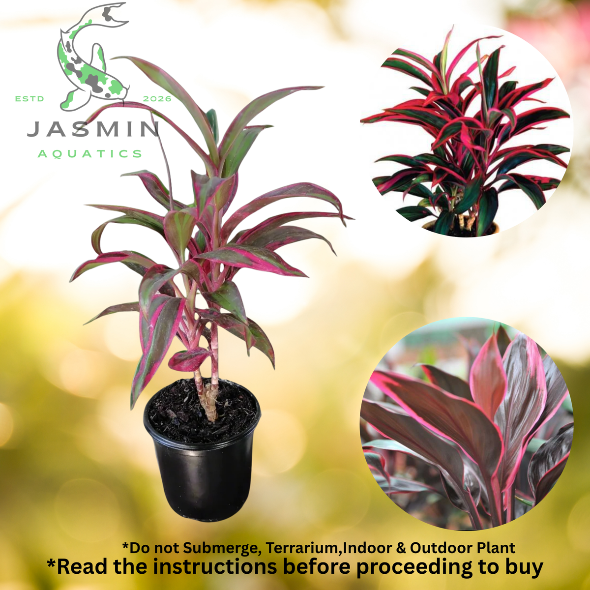 Cordyline 'Red Edge' Juvenile Plant, Pot and Soil not included