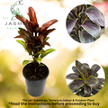 Cordyline Compacta- Juvenile Plant, Pot and Soil not included