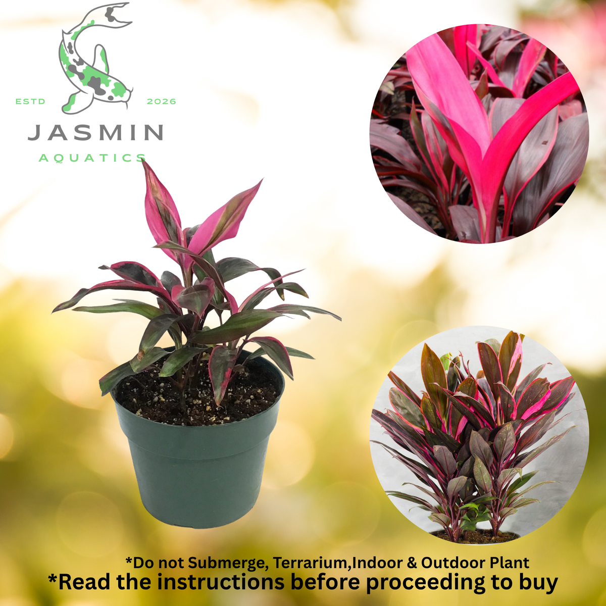 Variegated Cordylines - Juvenile Plant, Pot and Soil not included