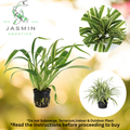 Chlorophytum bichetii (Chlorophytum laxum) Juvenile Plant, Pot and Soil not included