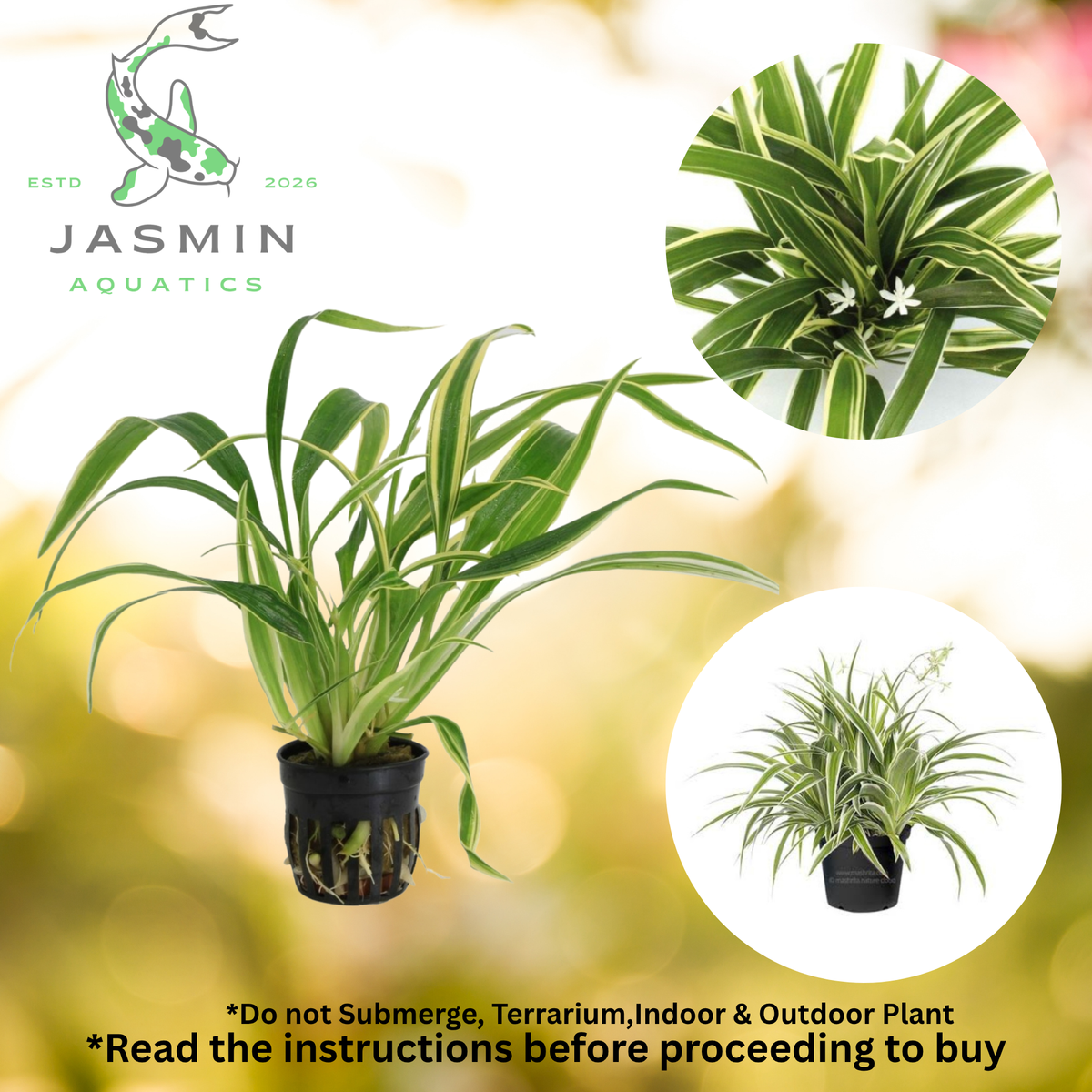 Chlorophytum bichetii (Chlorophytum laxum) Juvenile Plant, Pot and Soil not included