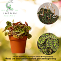 Begonia 'Tiger Paws' (also known as Begonia bowerae) Juvenile Plant, Pot & Soil Included.
