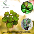 Begonia 'Manaus' exceptional choice for terrariums, vivariums, and hanging baskets - Juvenile plant, Soil and pot included