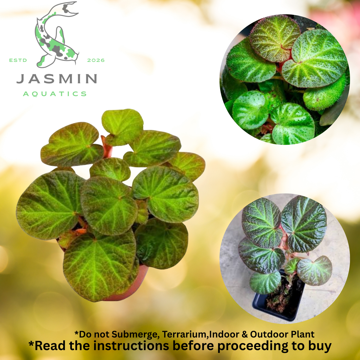 Begonia 'Manaus' exceptional choice for terrariums, vivariums, and hanging baskets - Juvenile plant, Soil and pot included