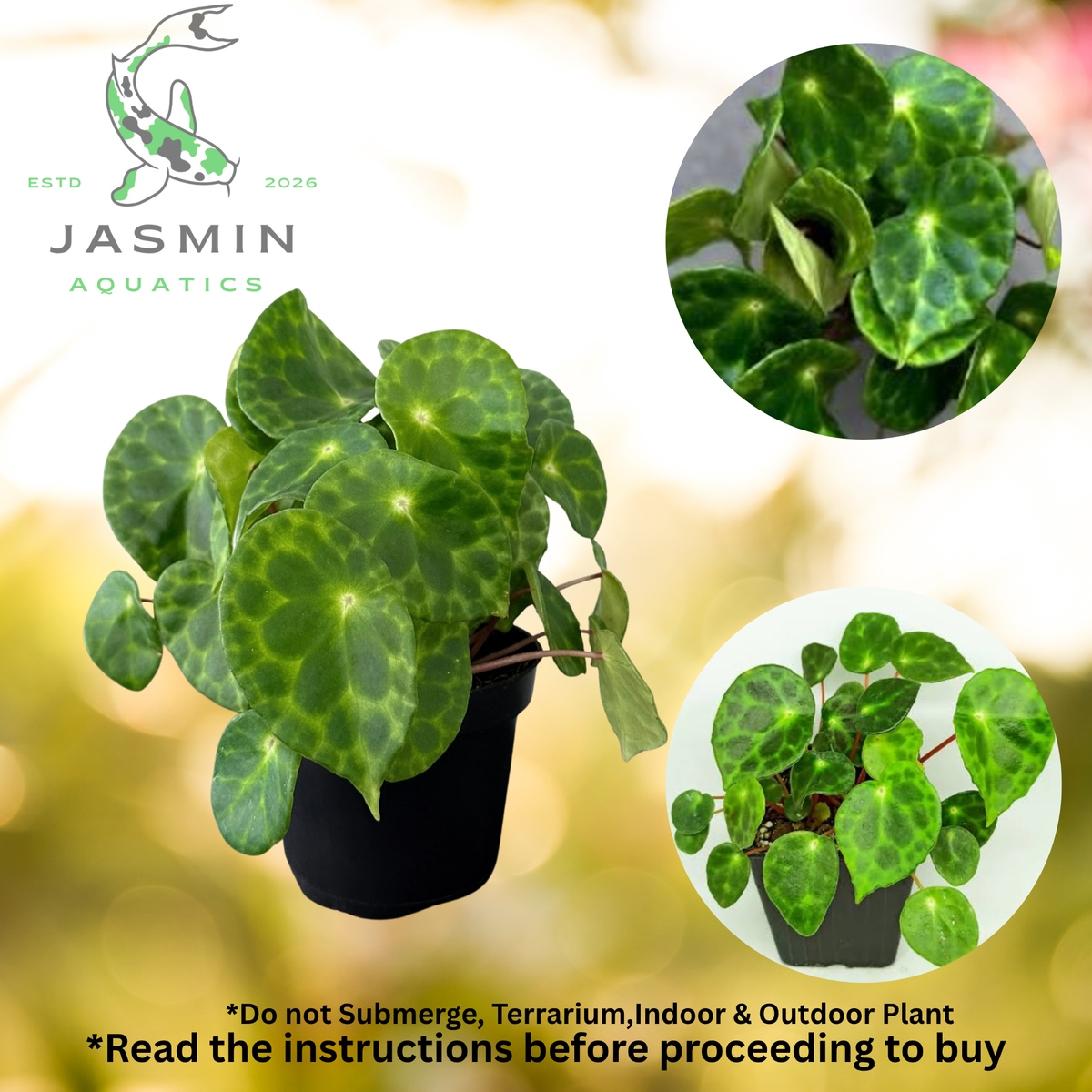 Begonia kingiana "Mini" (Tortoise Shell Begonia) Juvenile plant, Soil and Pot included