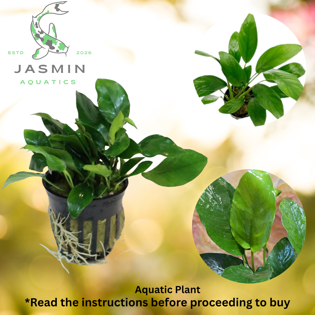 Anubias Barteri var. Nana 'Narrow Leaf'
