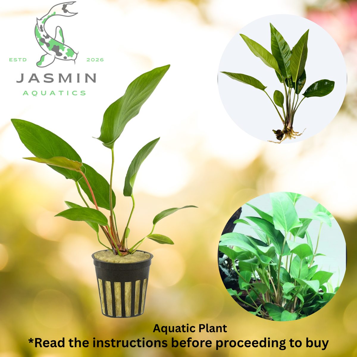 Anubias Hastifolia