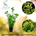 Bacopa Caroliniana(commonly known as Lemon Bacopa or Blue Water Hyssop)