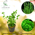 Bacopa Monnieri (Moneywort or Neer Brahmi)