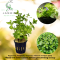 Bacopa Lanigera (Hairy Bacopa or Woolly Bacopa)