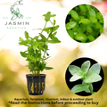 Bacopa Madagascariensis  (Giant Bacopa or Madagascan Bacopa)