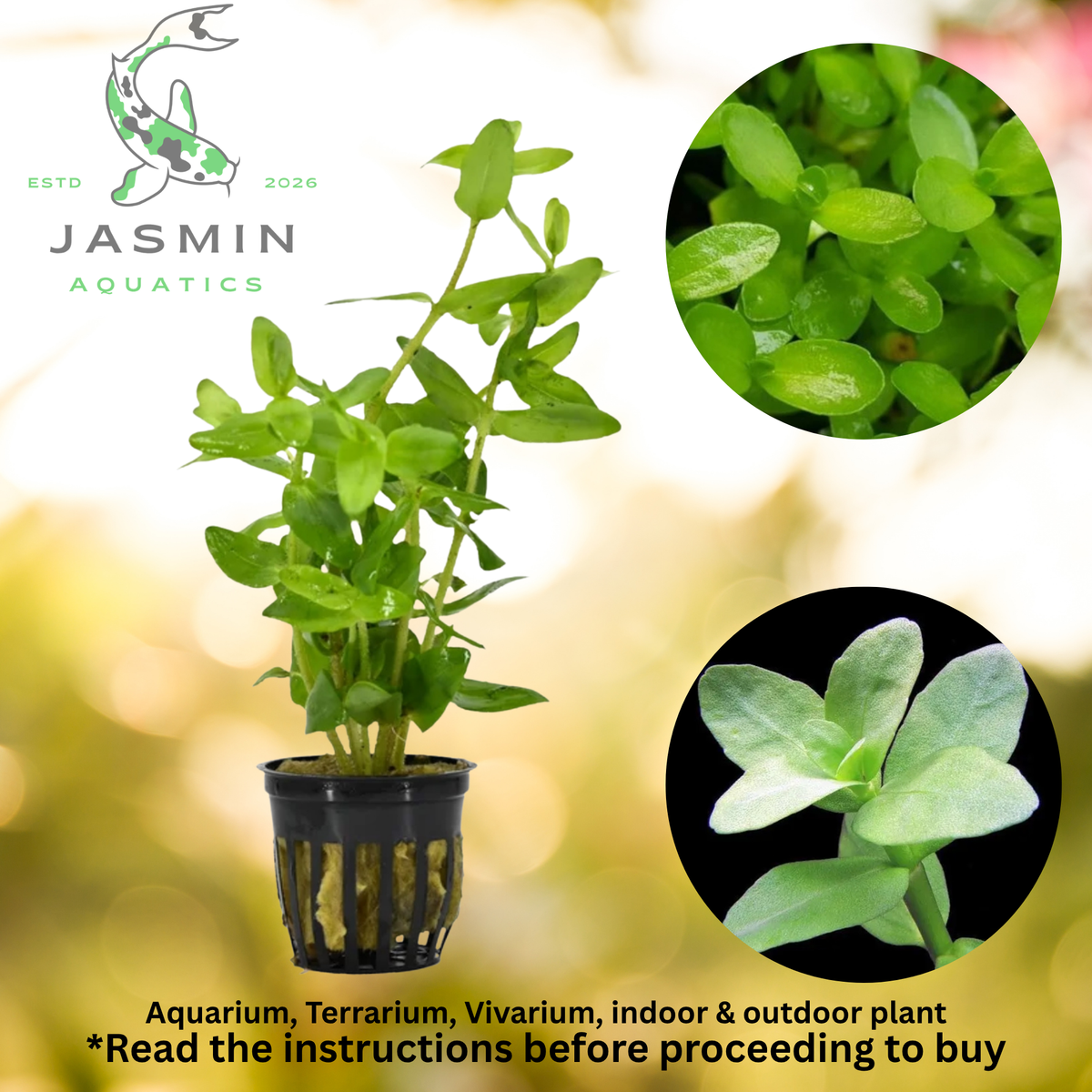 Bacopa Madagascariensis  (Giant Bacopa or Madagascan Bacopa)