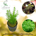 Bacopa Myriophylloides, commonly known as Brazilian Bacopa