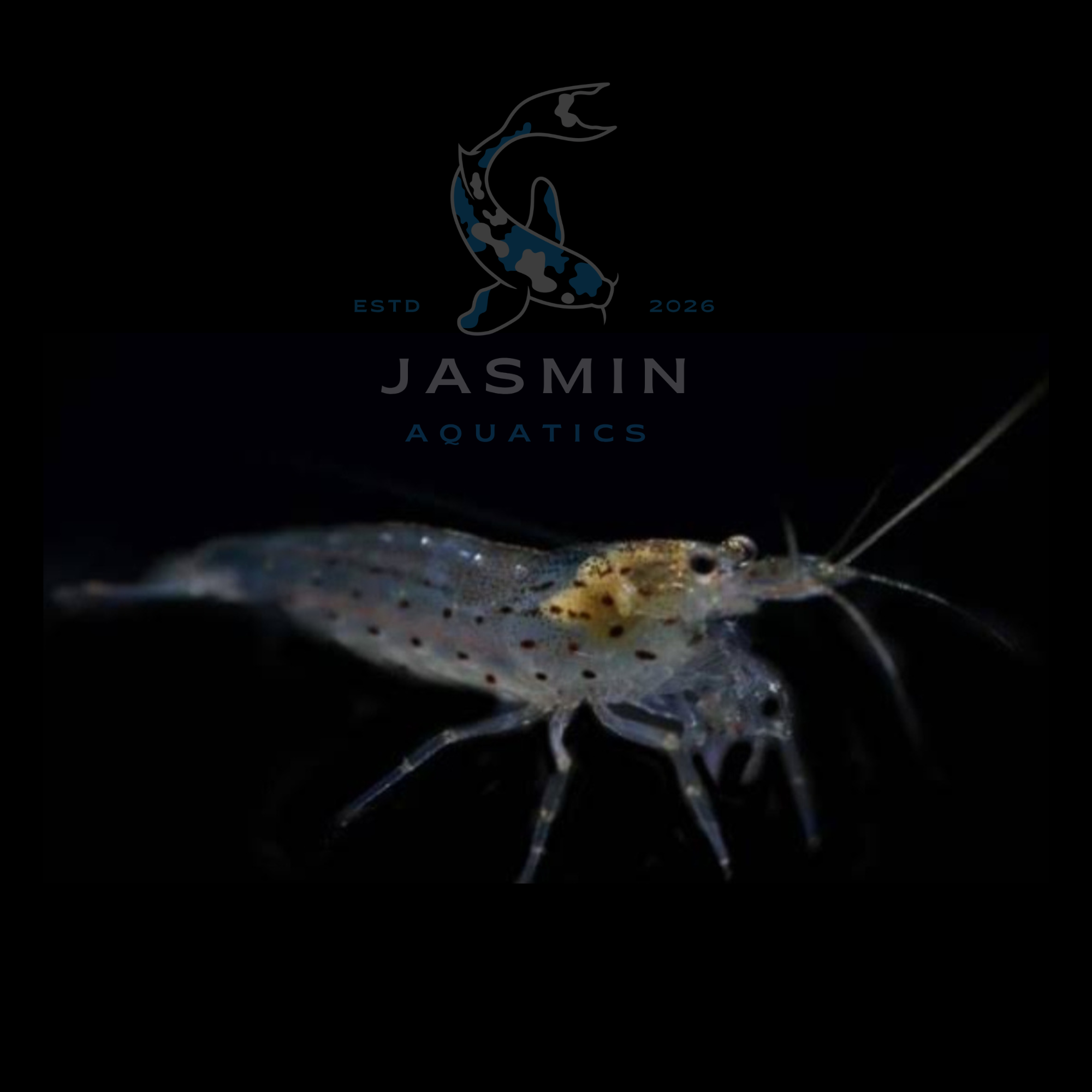 Amano Shrimp (Caridina multidentata)