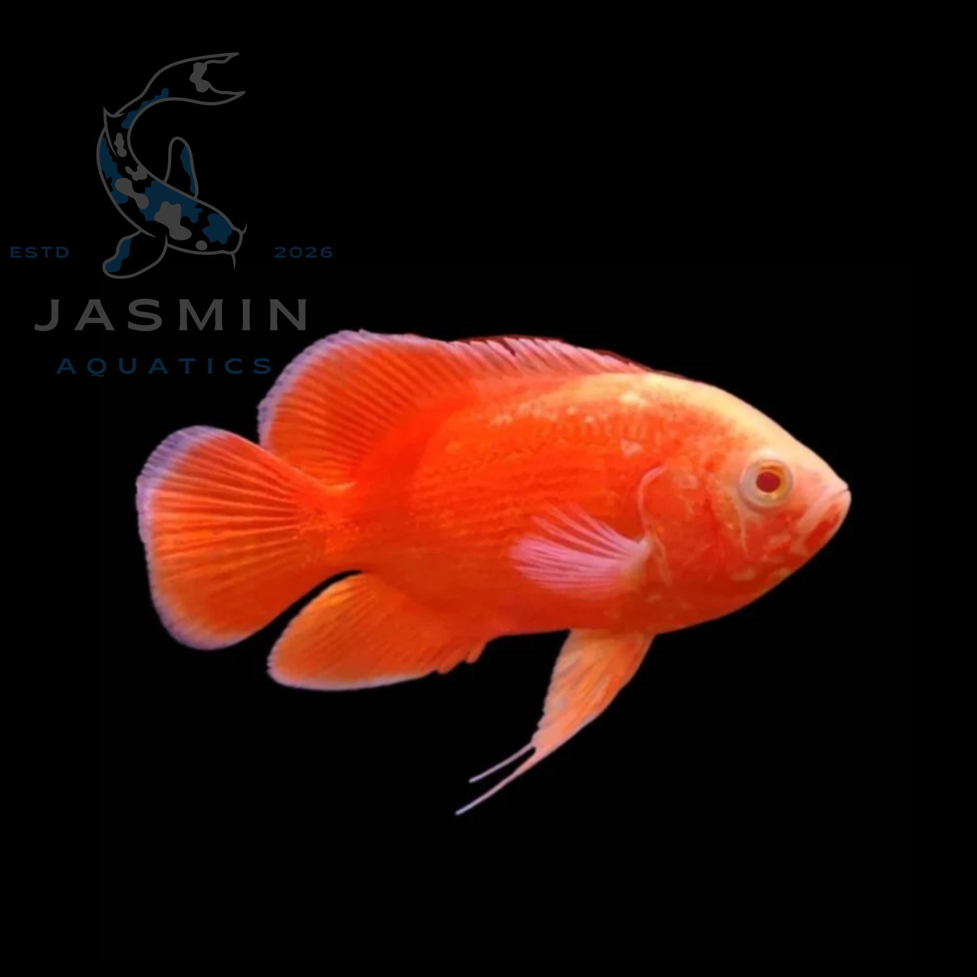 chili red oscar (6-7 cm)