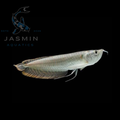 Silver Arowana (18-20 cm)