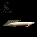 Senegal bichir Regular (10-11 cm)
