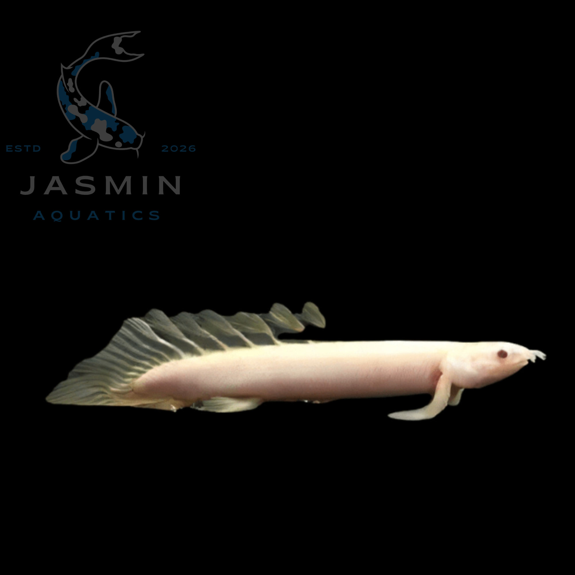 Senegal bichir Regular (10-11 cm)