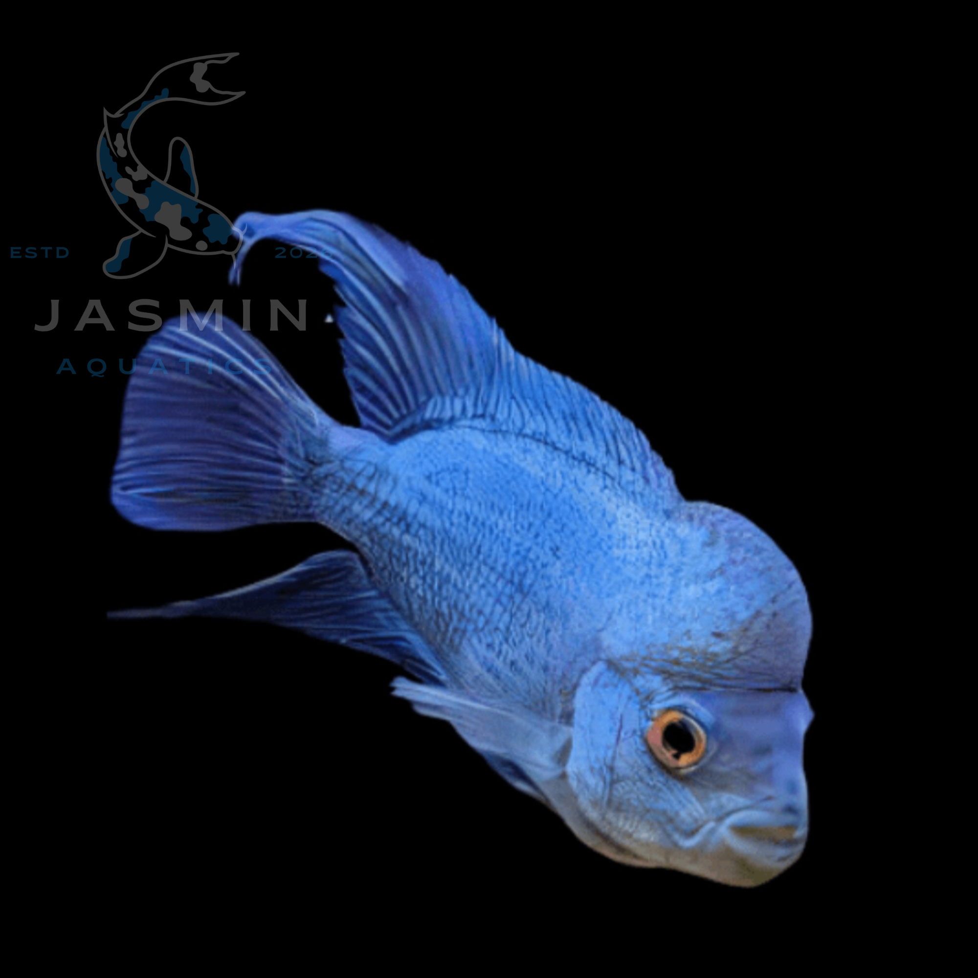 Blue Diamond Flowerhorn (15 cm)