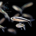Balloon Penguin Tetra (2-4 cm)