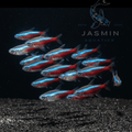 Cardinal Tetra