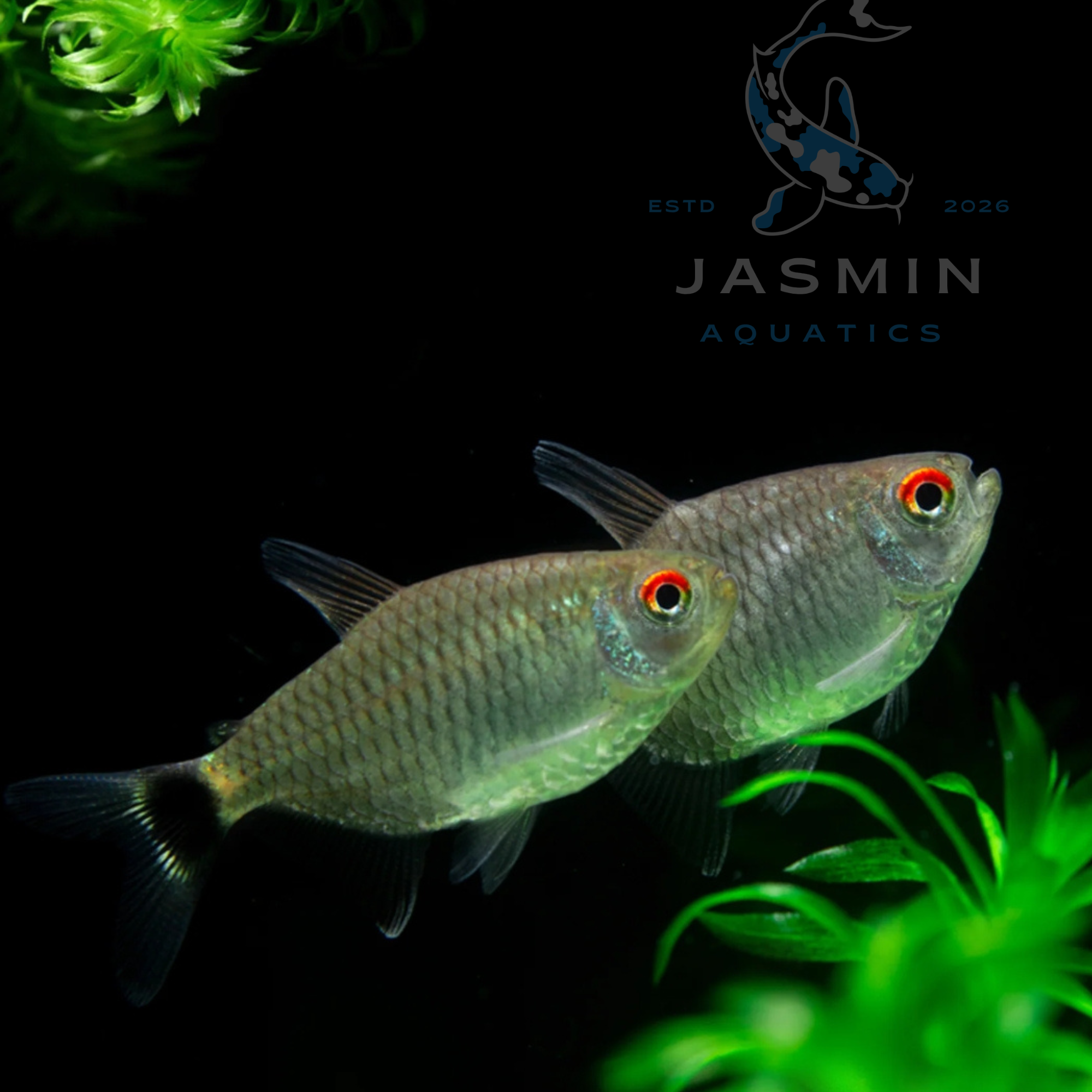 Red Eye Tetra