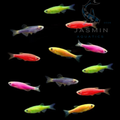 Glofish Danios (Assorted)