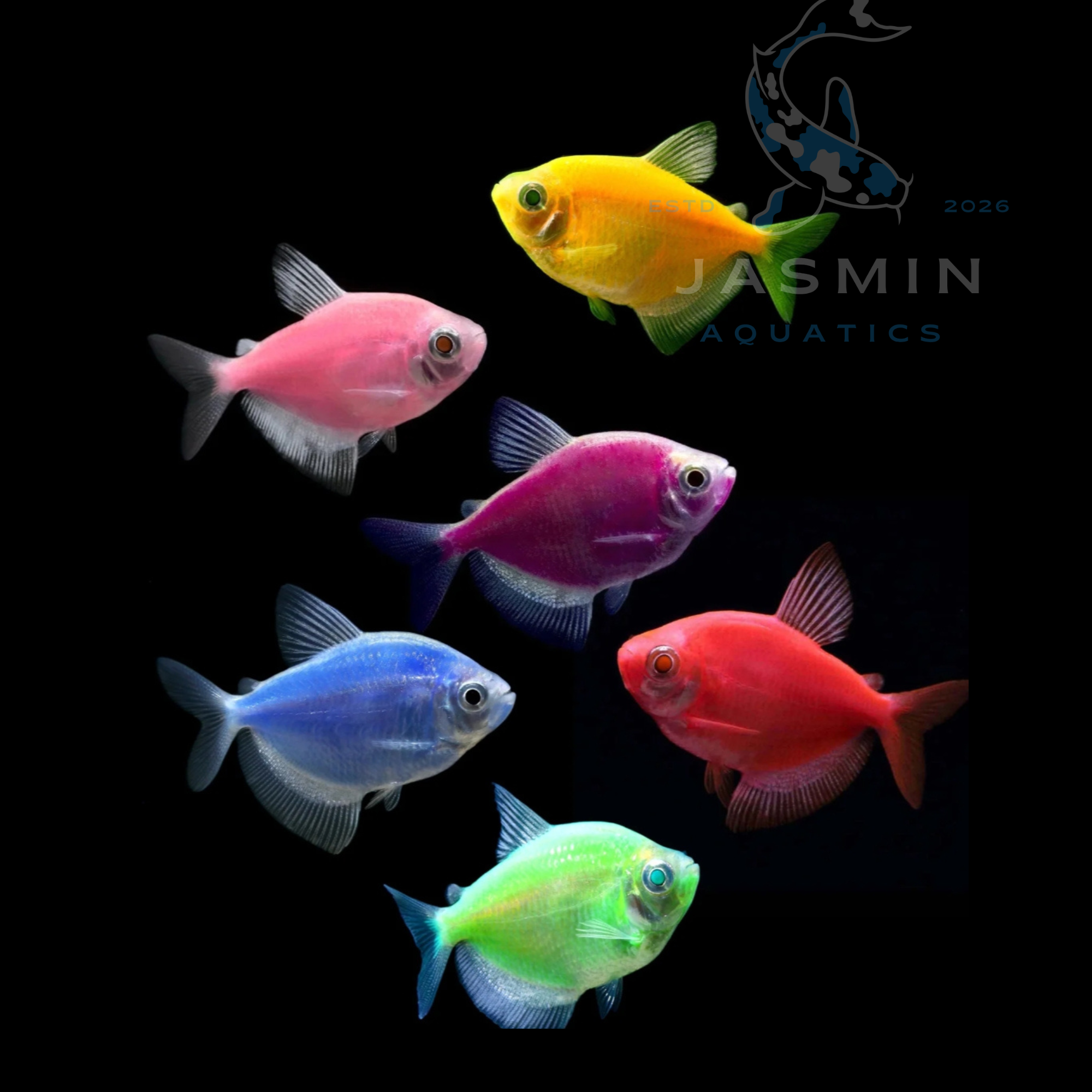 GloFish tetras (Assorted)