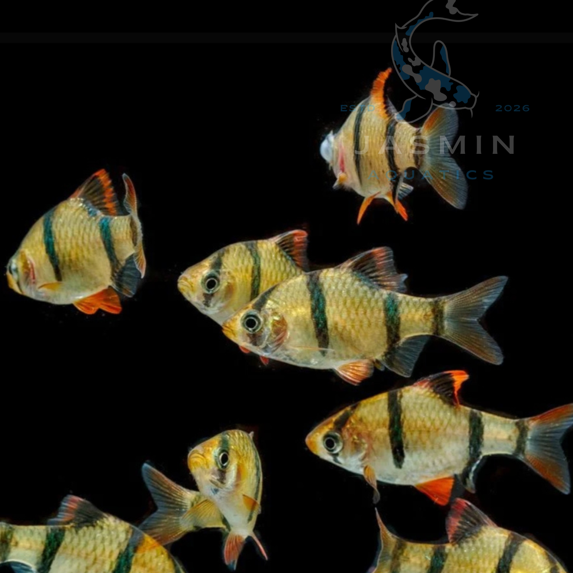 Tiger Barb (2-3 cm)