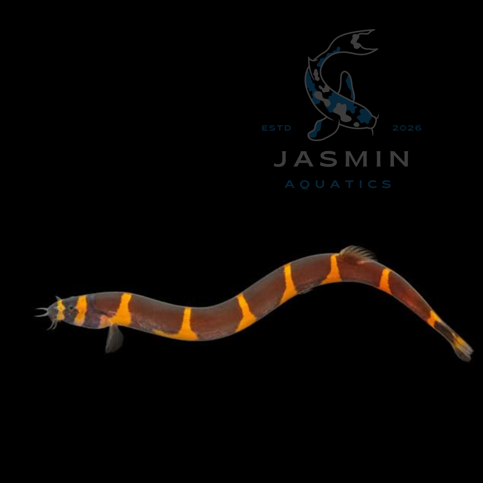 Kuhli Loach (5-6 cm)
