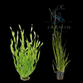 Vallisneria asiatica (Asian Vallis or Corkscrew Vallis) 1 Pot