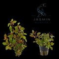 Ludwigia Rubin - 1 pot