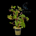 Ludwigia repens - 1 pot