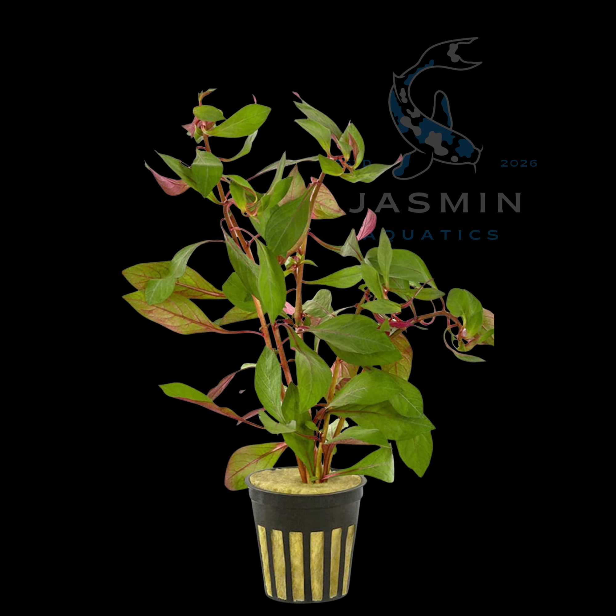 Ludwigia repens - 1 pot