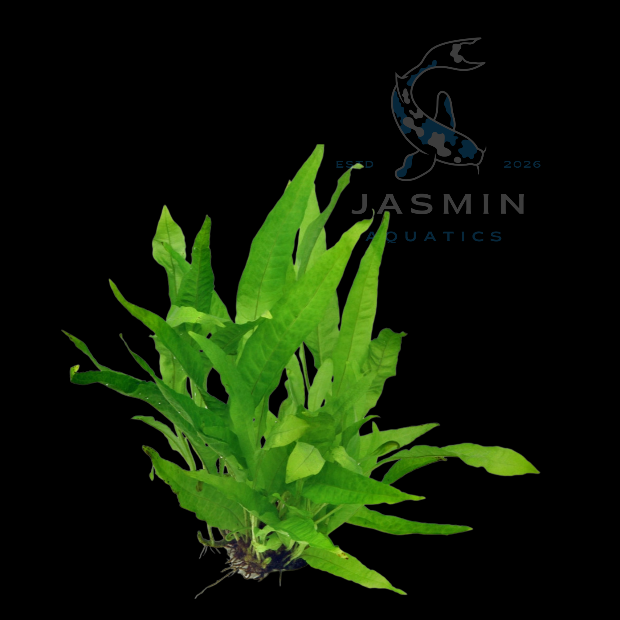Java Fern (Microsorum pteropus) 1 pot