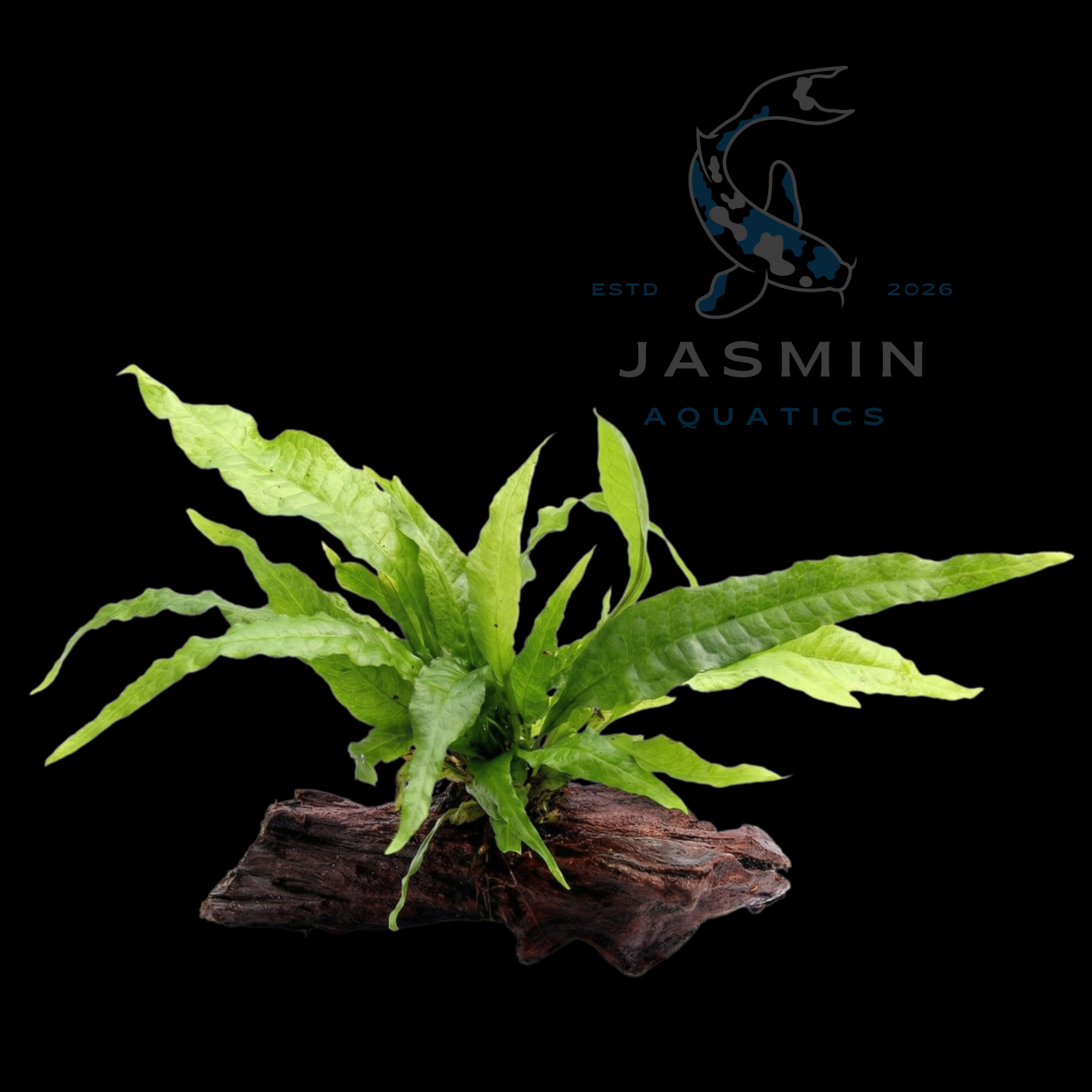 Java fern on Driftwood - 5-6"
