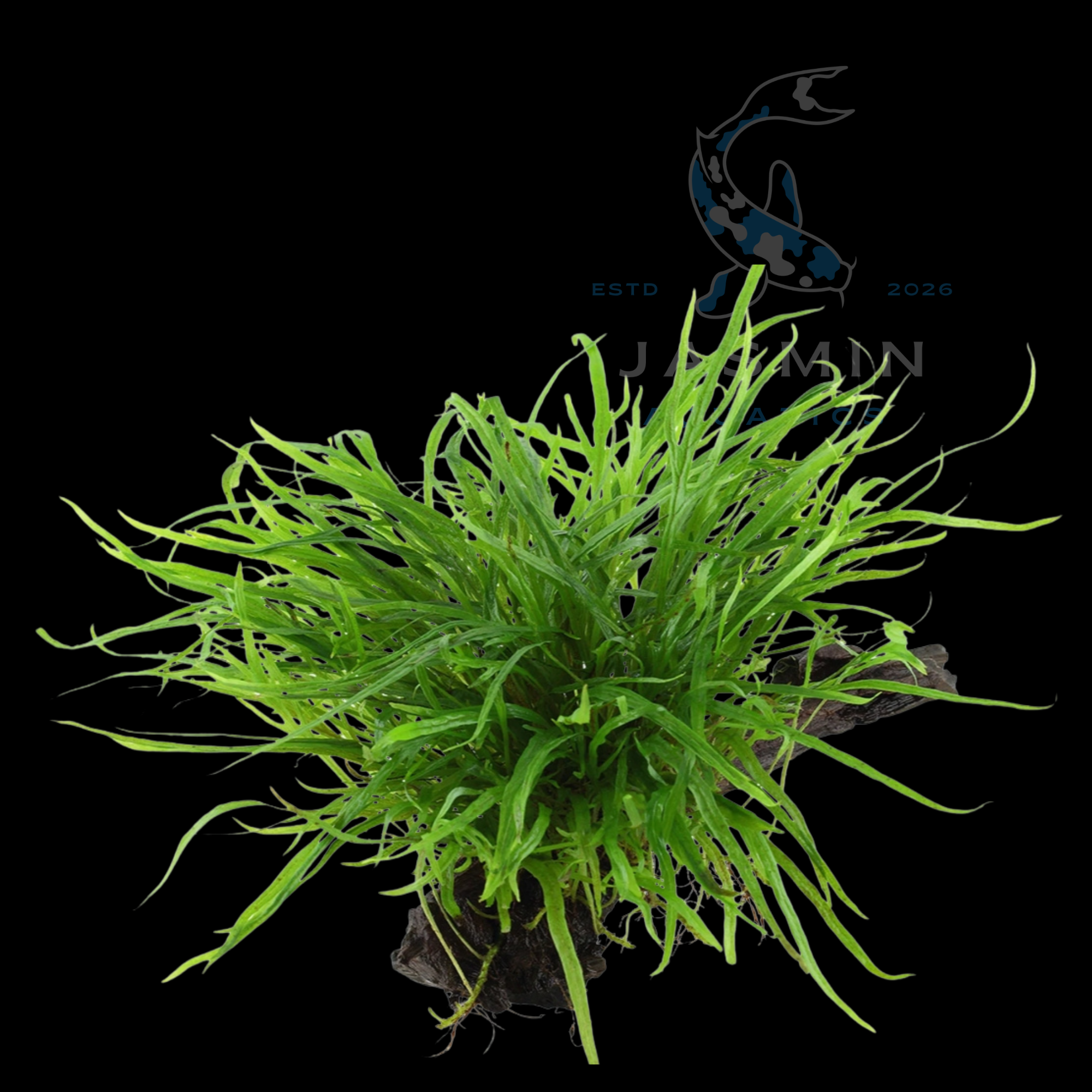 Trident Fern - 1 pot