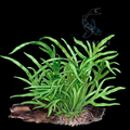 Trident Fern (Microsorum pteropus 'Trident') on Driftwood 5-6"