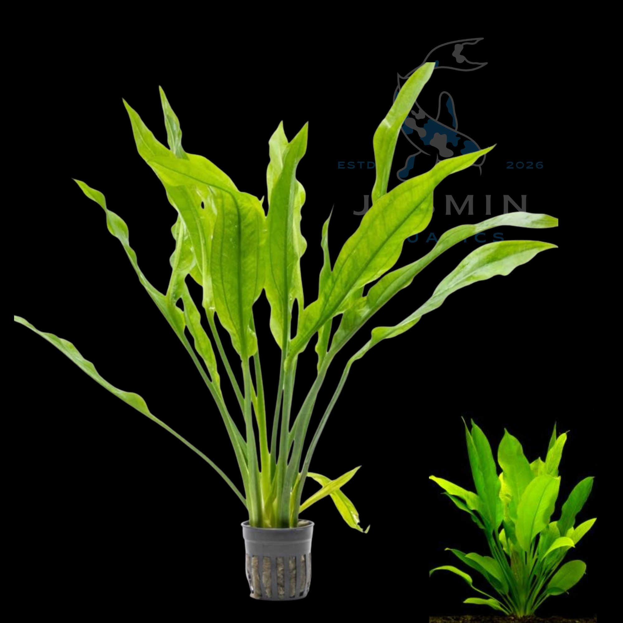 Amazon Sword plant (Echinodorus grisebachii, Echinodorus bleheri or amazonicus) 1 pot