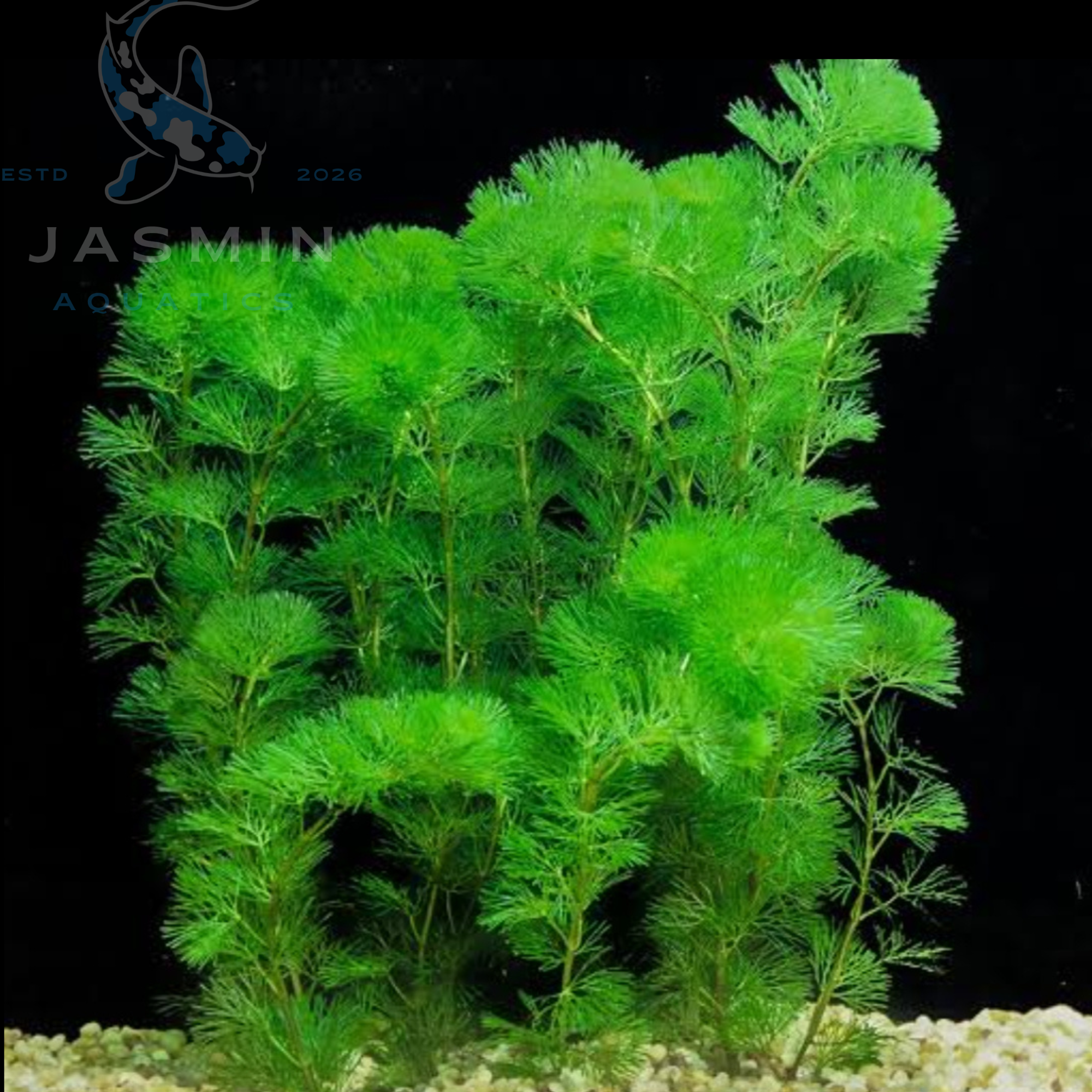 Cabomba caroliniana (Green Cabomba / Carolina Fanwort) 1 pot