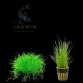 Dwarf Hair Grass (Eleocharis acicularis or Eleocharis parvula) 1 pot