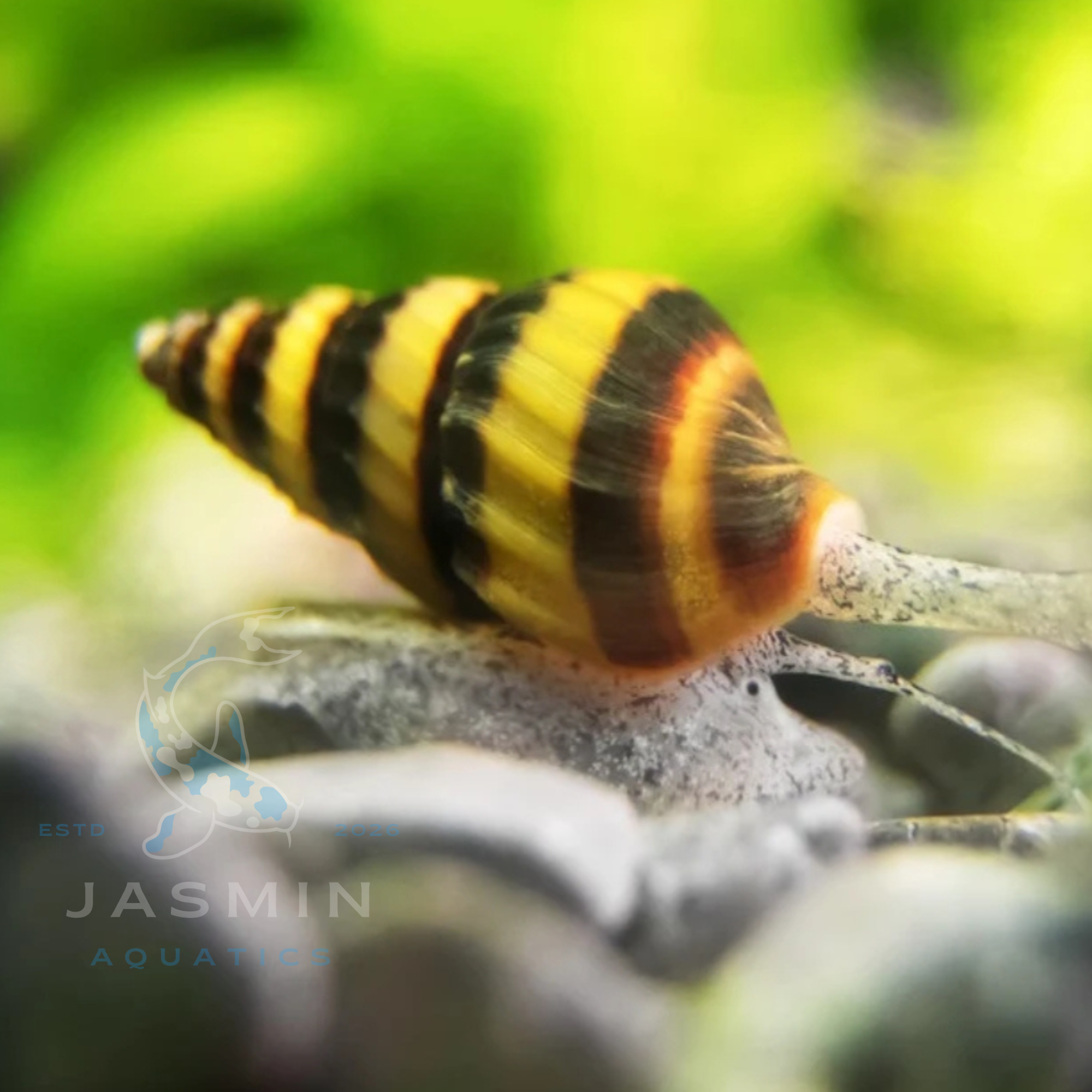 Assassin Snail (Clea helena or Anentome helena)
