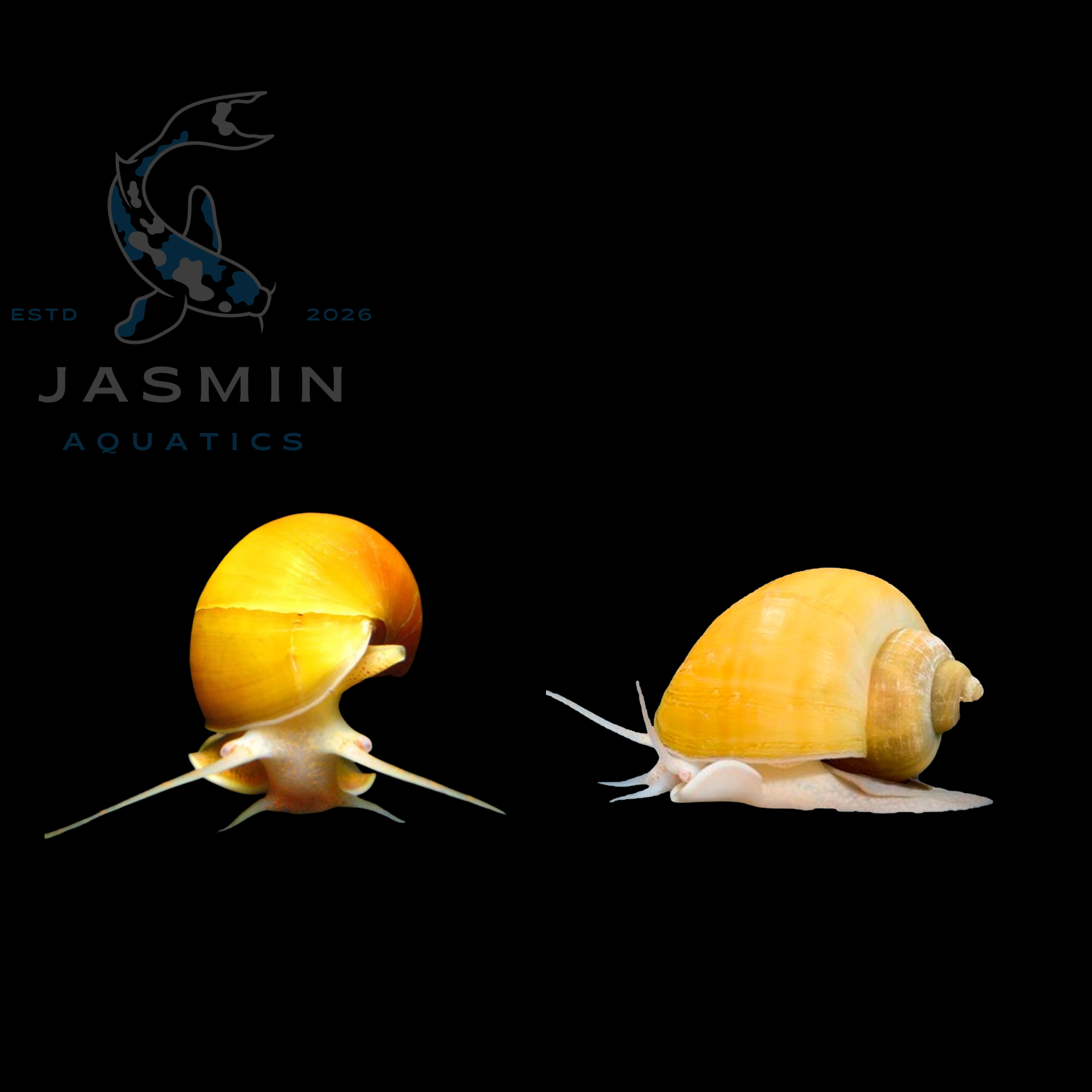Apple Snail (3-4 cm)