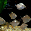 Silver Dollar fish (Metynnis argenteus) - 4 cm