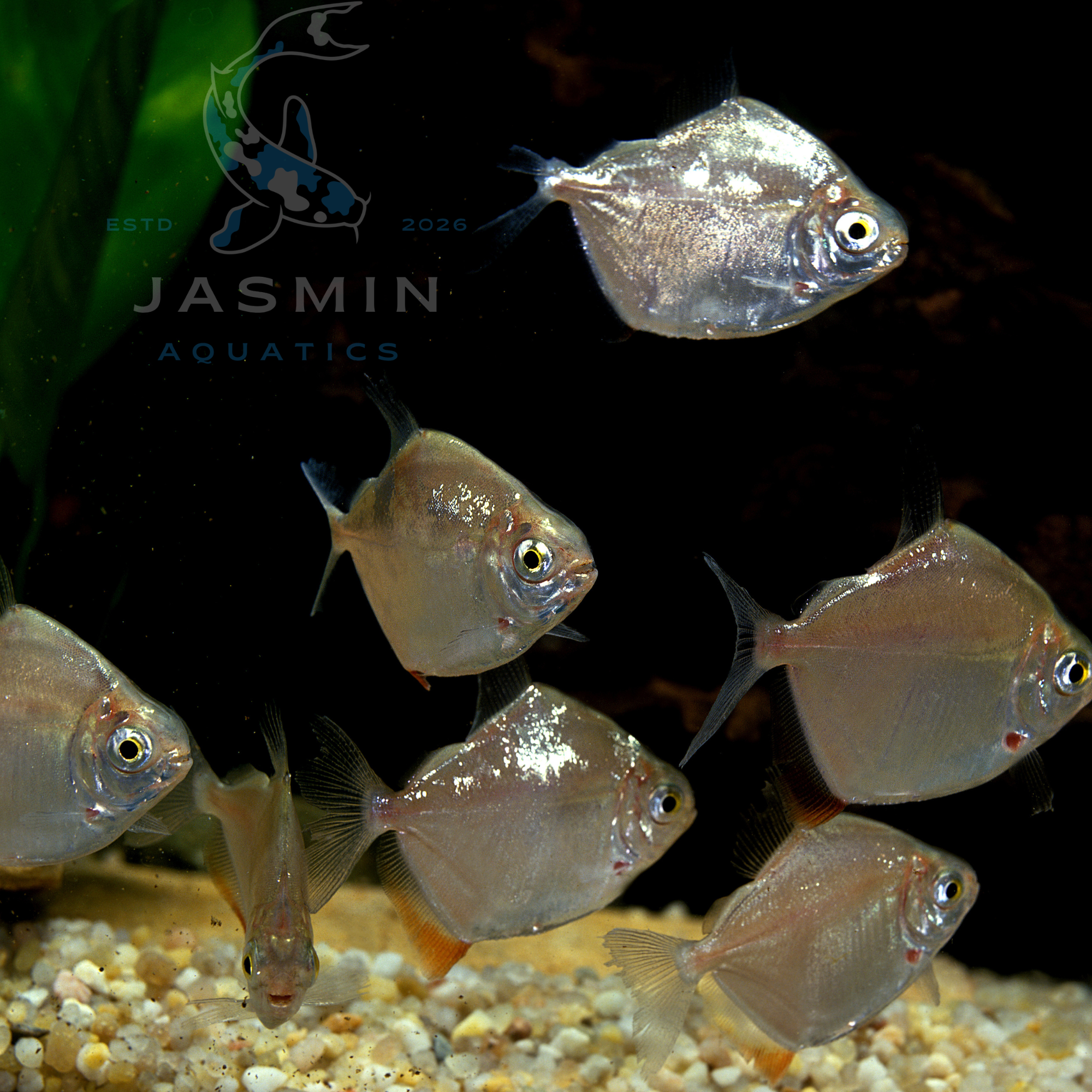 Silver Dollar fish (Metynnis argenteus) - 4 cm