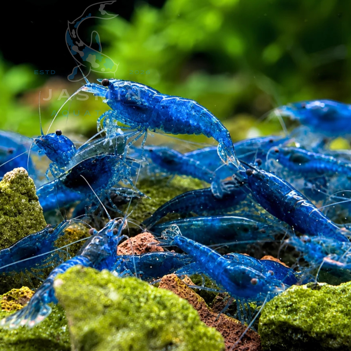 Blue Diamond Shrimp (Neocaridina davidi)